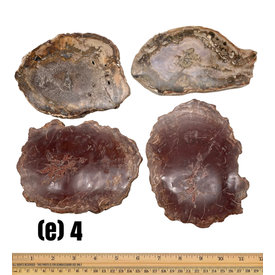 (e4) Petrified Wood - Slabs (e4)