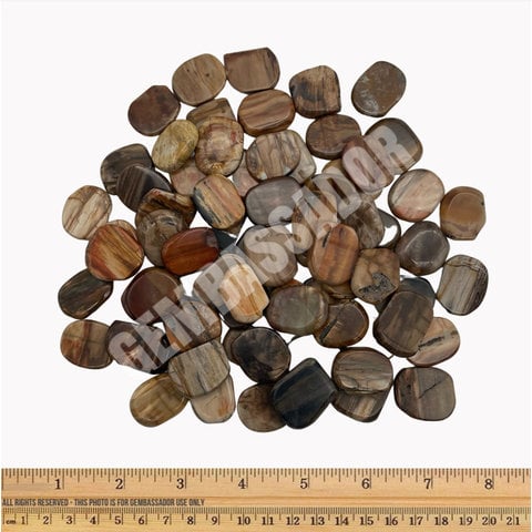 Petrified Wood - Palm Stone Small (1 lb parcel)