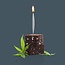 Lit- Joint Candles