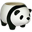 Panda Plant
