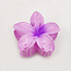 E&S Accessories Plumeria Hair Claw (more colours)