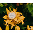 Kalli & Co Hello Sunshine Shimmer Balm
