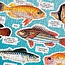 Judgy Fish – 1000 Piece Jigsaw Puzzle