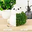Cat Chia Planter