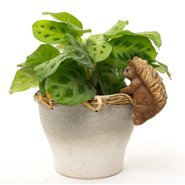Plant Pot Hanger - Squirrel Nutkin