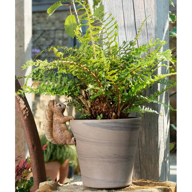 Plant Pot Hanger - Squirrel Nutkin