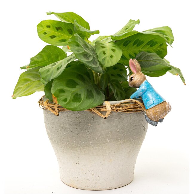 Plant Pot Hanger - Peter Rabbit Hanging