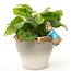Plant Pot Hanger - Peter Rabbit Hanging