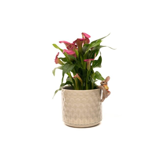 Plant Pot Hanger - Flopsy Bunny