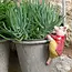 Pigling Bland Plant Pot Hanger