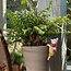 Pigling Bland Plant Pot Hanger