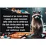 Ephemera Magnet - Instead of an inner child, I have an inner raccoon