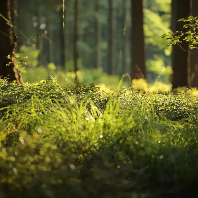 Isle of Rose Candle Co Candle - Forest Floor