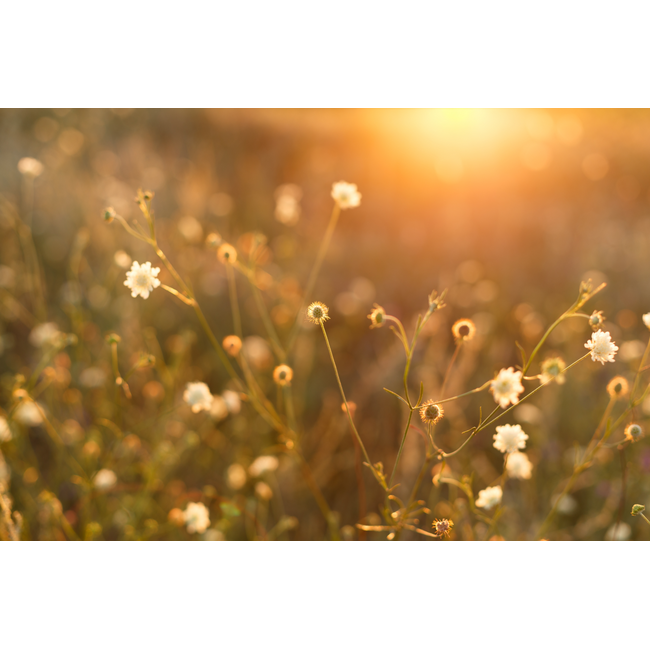 Isle of Rose Candle Co Golden Hour – Reed Diffuser