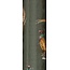 Roll Wrap - 4M -  Stephanie Davies Winter Heritage