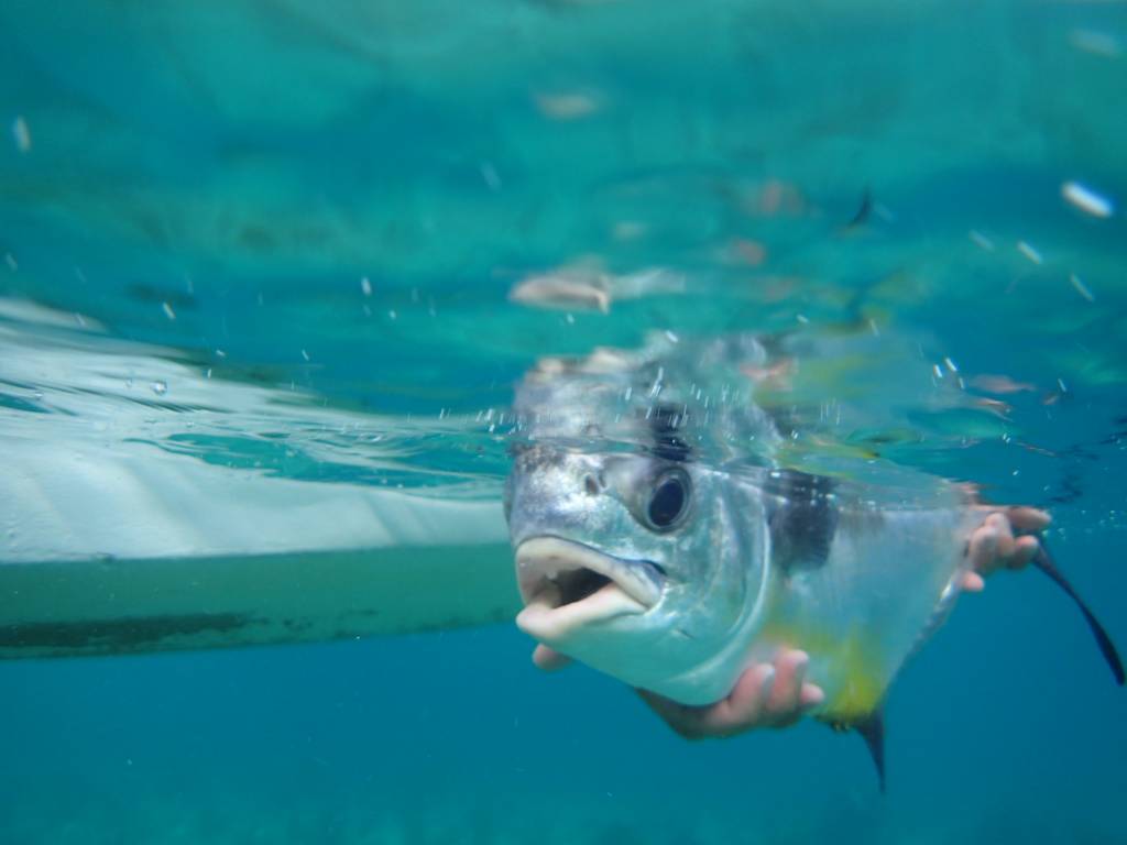 GRG X TARPON CAYE - Permit Paradise Photo Gallery