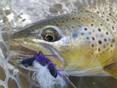 Choose The Best Dry Fly For The Situation