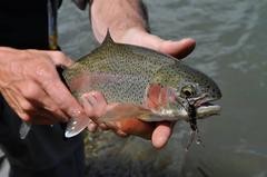 Bank-robbing: fish the right place