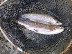 Keep It Local. Fish Close to Home