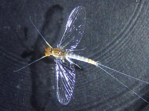 Meet the Blue Winged Olive...
