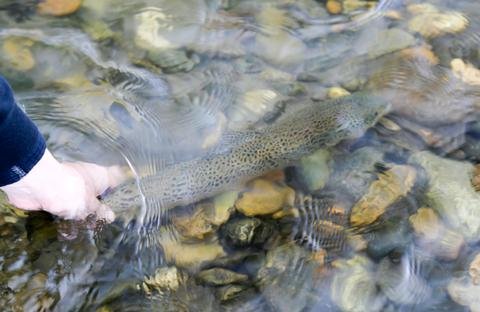 What's Up With Our Water and Streamflow Situation?