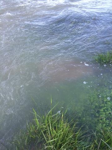 Gallatin River Clarity Update June 6, 2015