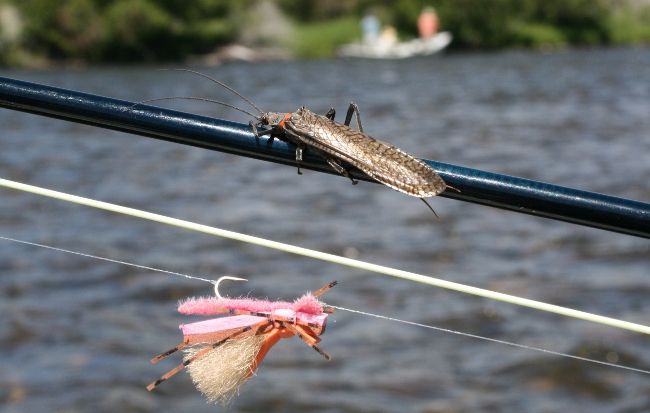 2nd Annual GRG's Montana Salmonfly forecast