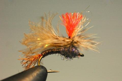 Caddis on the Brain in Montana
