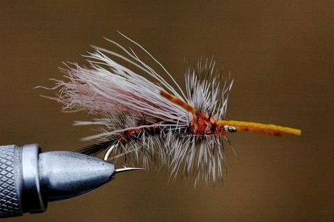 Fly of the week...Sexi Stimi