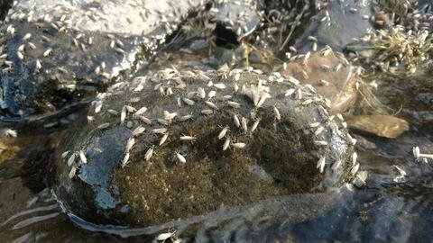 Outside Bozeman - Maternal Instincts - Fishing the Mother's Day Caddis Hatch