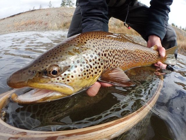 Fall fly fishing in Yellowstone National Park