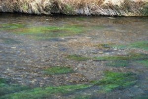 Don't Wade on Fishing Redds