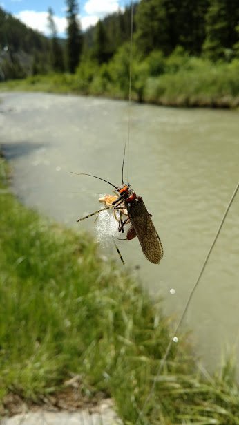 Getting to know the Gallatin River