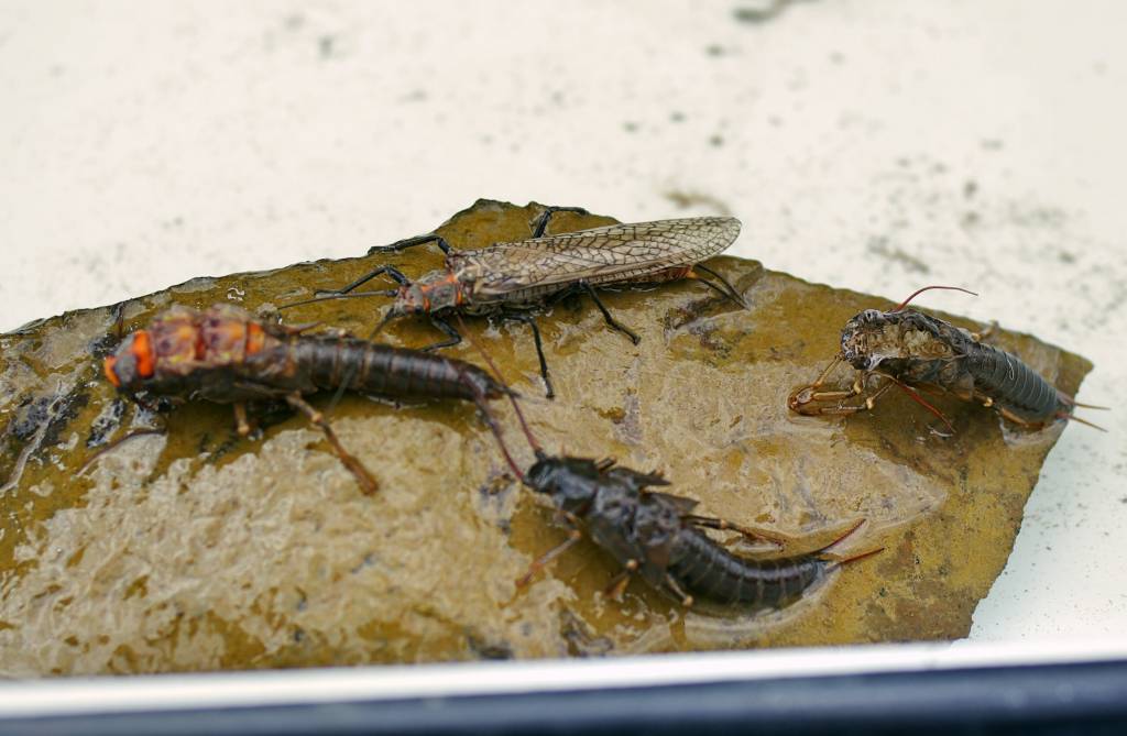 Stonefly Time for Montana Fly Fishing