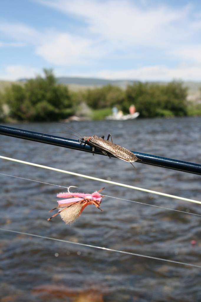 Montana Fly Fishing: Salmonfly Showdown