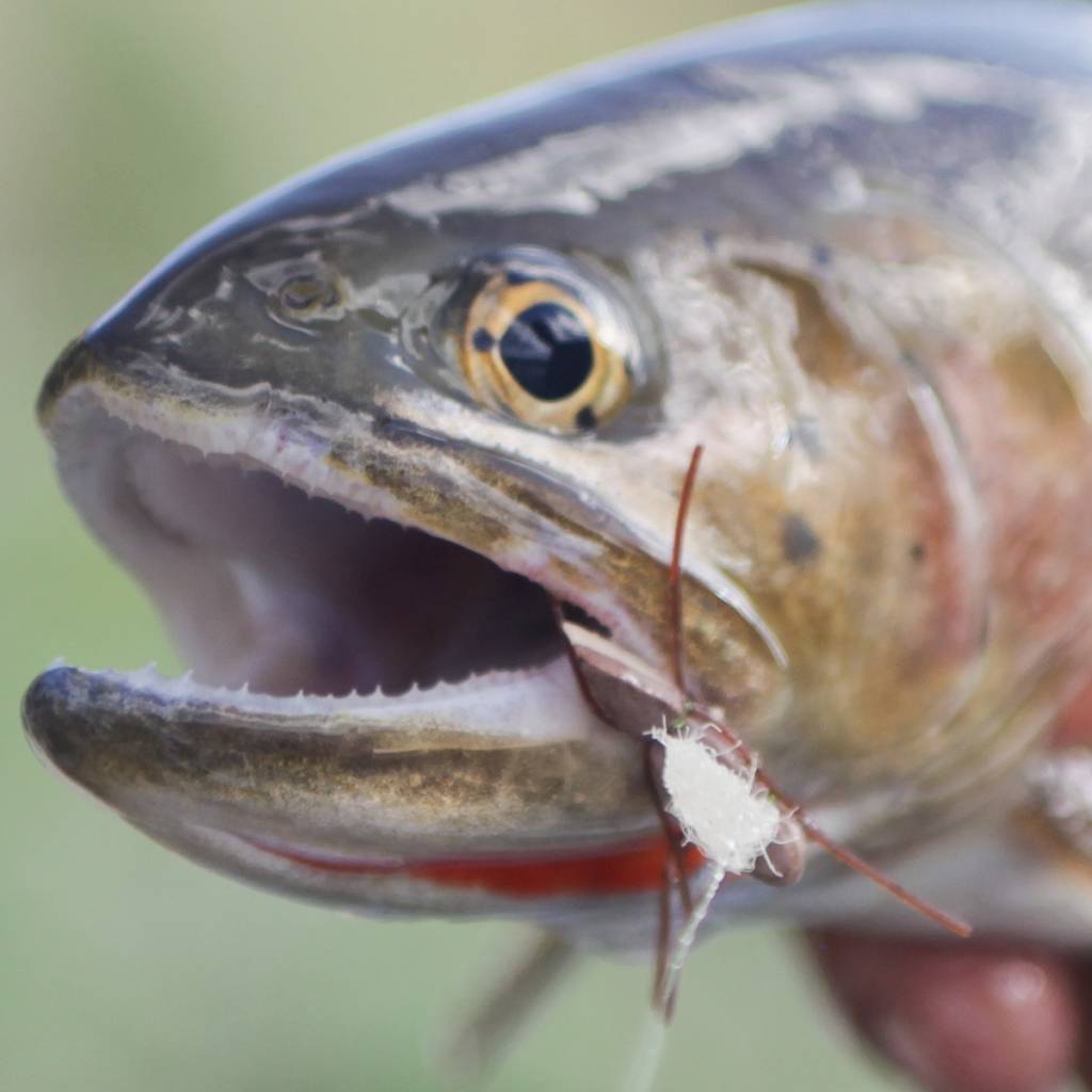 Fishing single dry flies