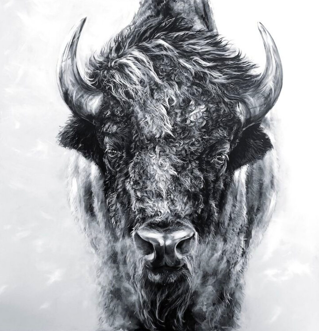 Bison (straight on) matted