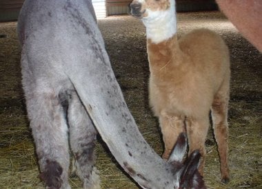 Alpaca Females