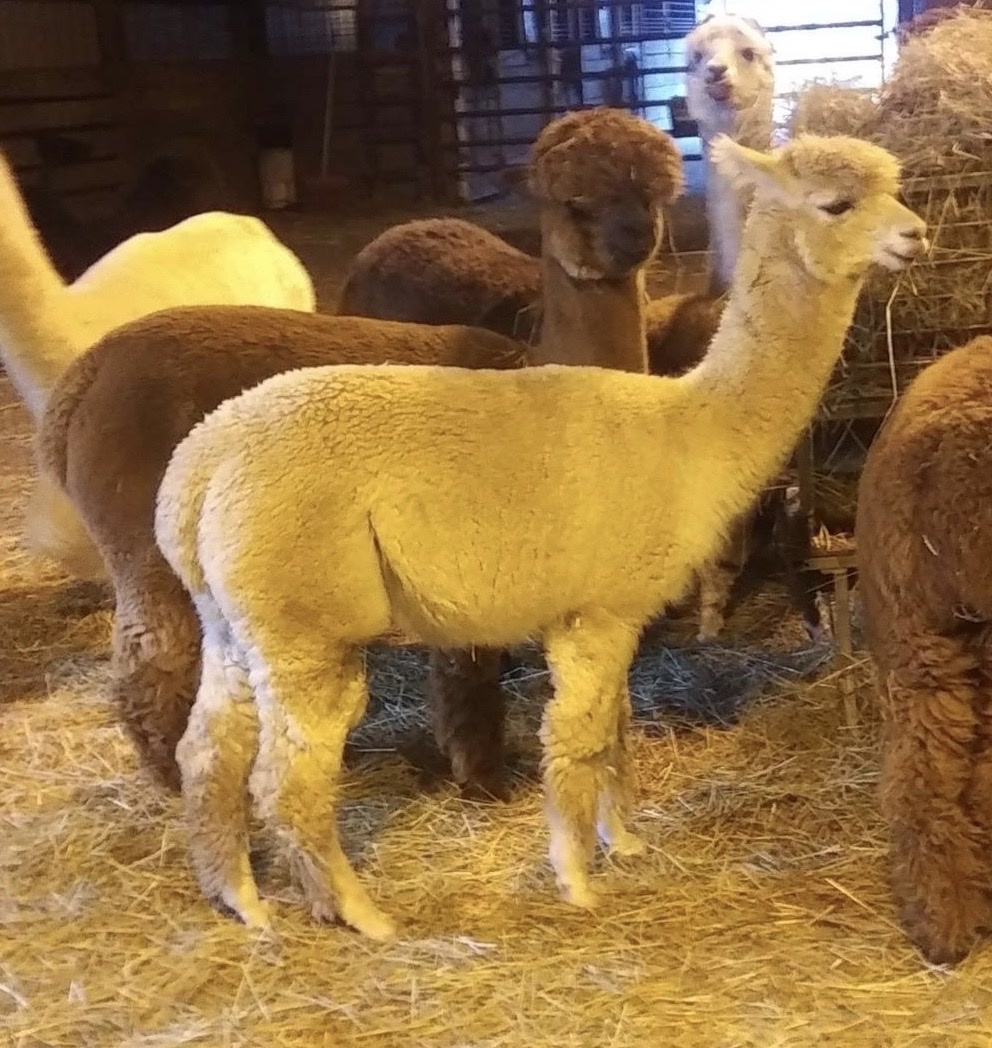 Alpaca Breeder with Females For Sale in Indiana - Circus City Alpacas