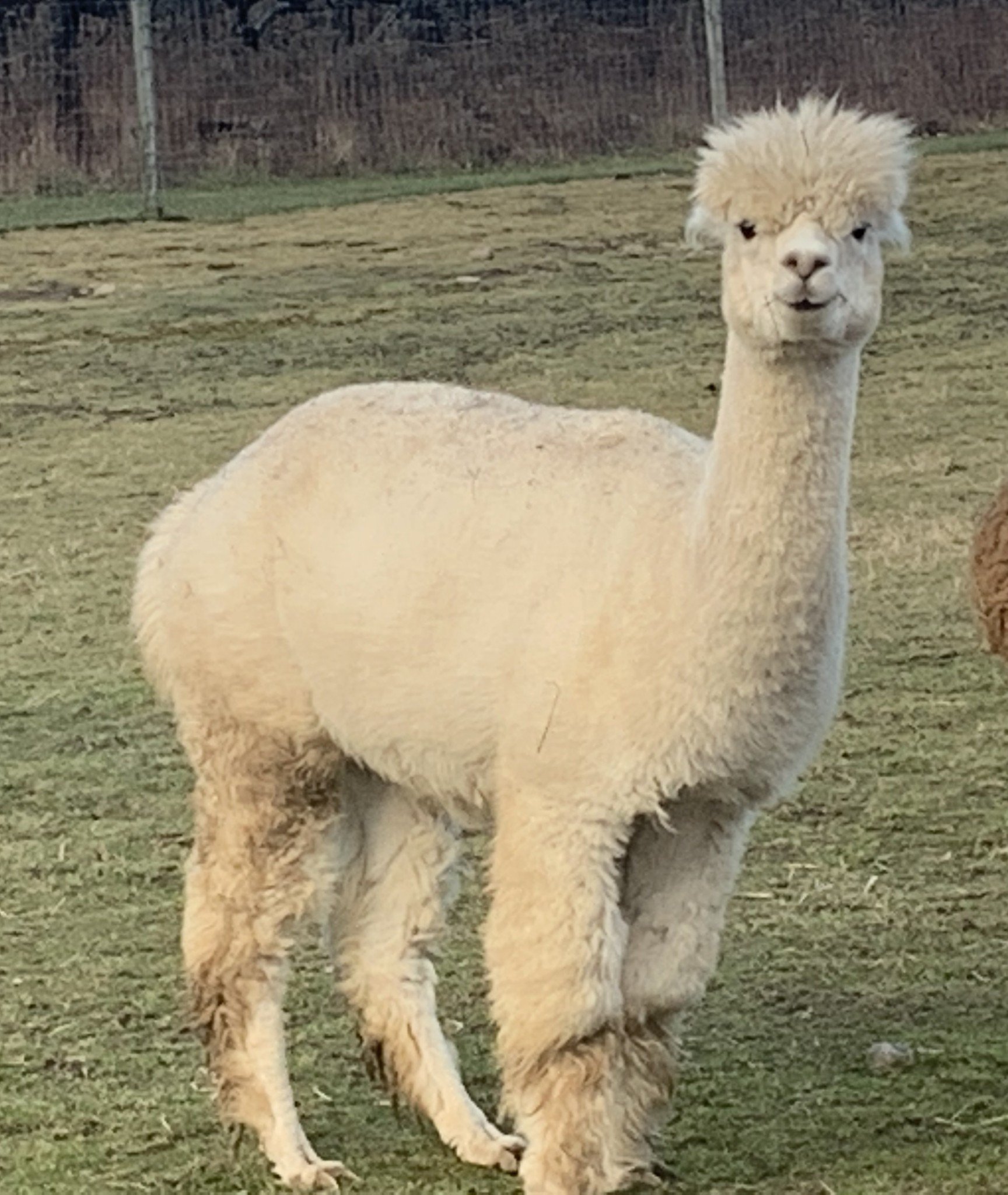 Alpaca Breeder with Females For Sale in Indiana - Circus City Alpacas