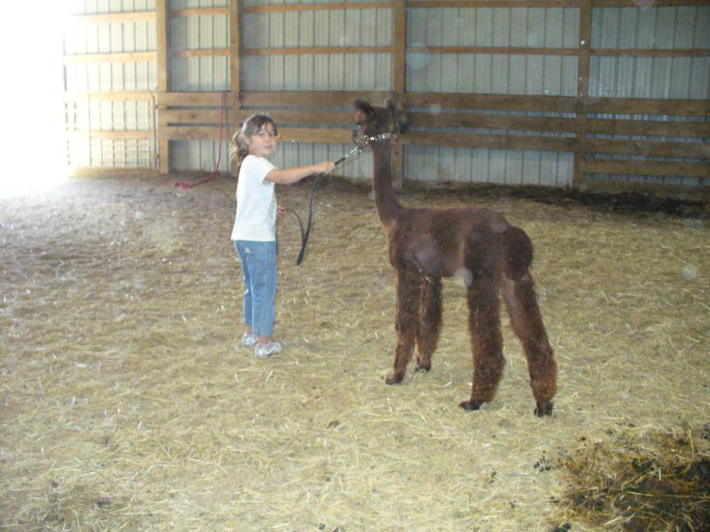 Alpaca Off Farm Activity