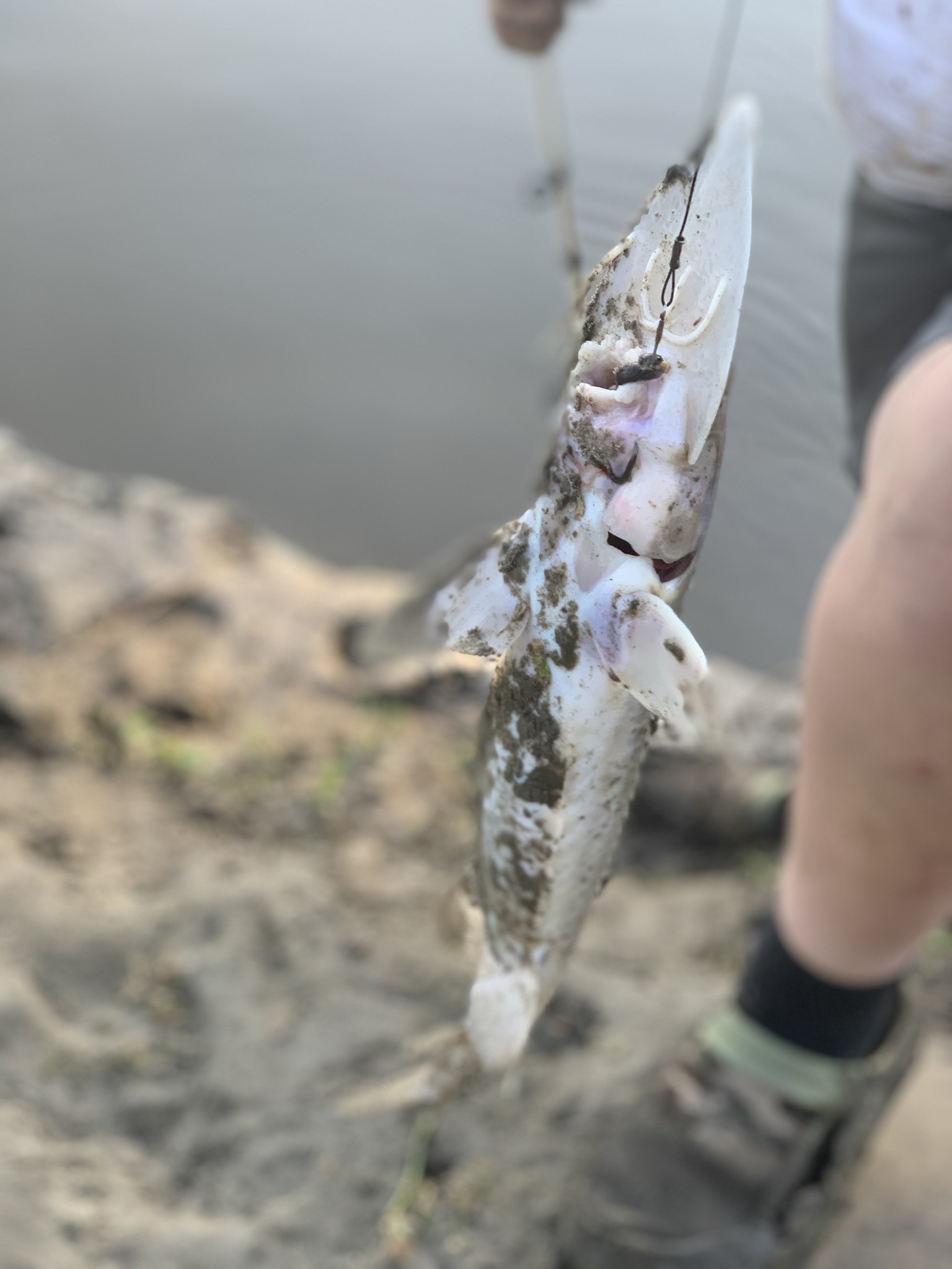 Fishing on the Missouri River