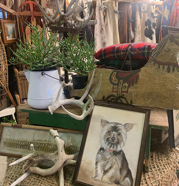 Cactus Creek at Junk Bonanza in Shakopee Minnesota