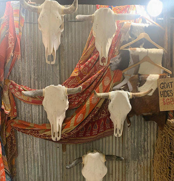 Cactus Creek at Junk Bonanza in Shakopee Minnesota