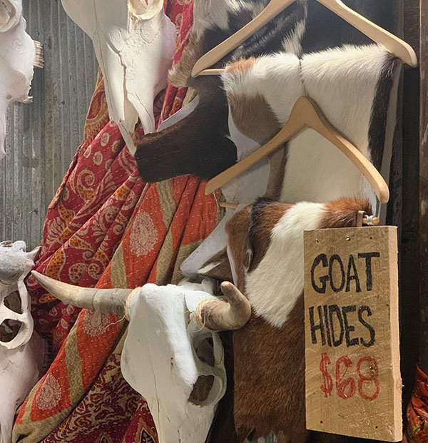 Cactus Creek at Junk Bonanza in Shakopee Minnesota