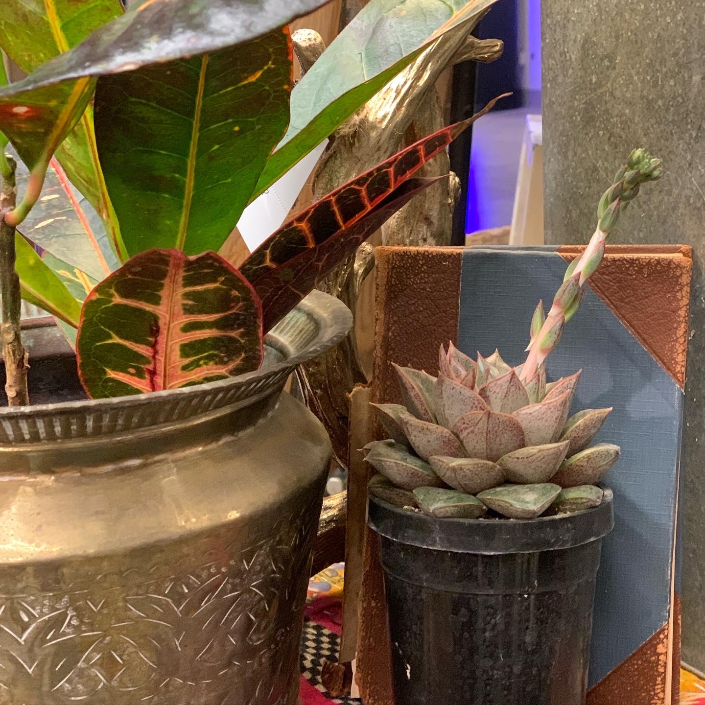 Cactus Creek at Junk Bonanza, Shakopee MN