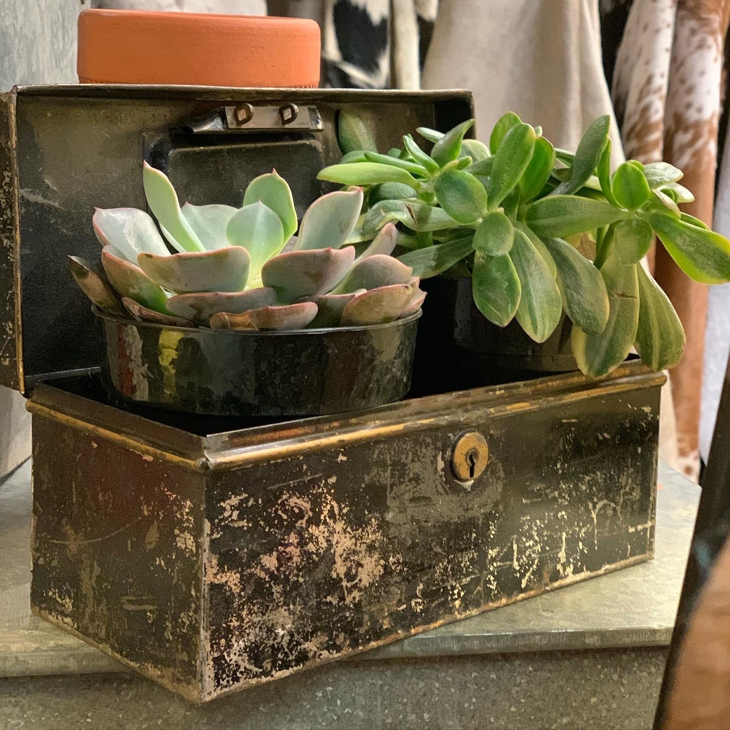 Cactus Creek at Junk Bonanza, Shakopee MN