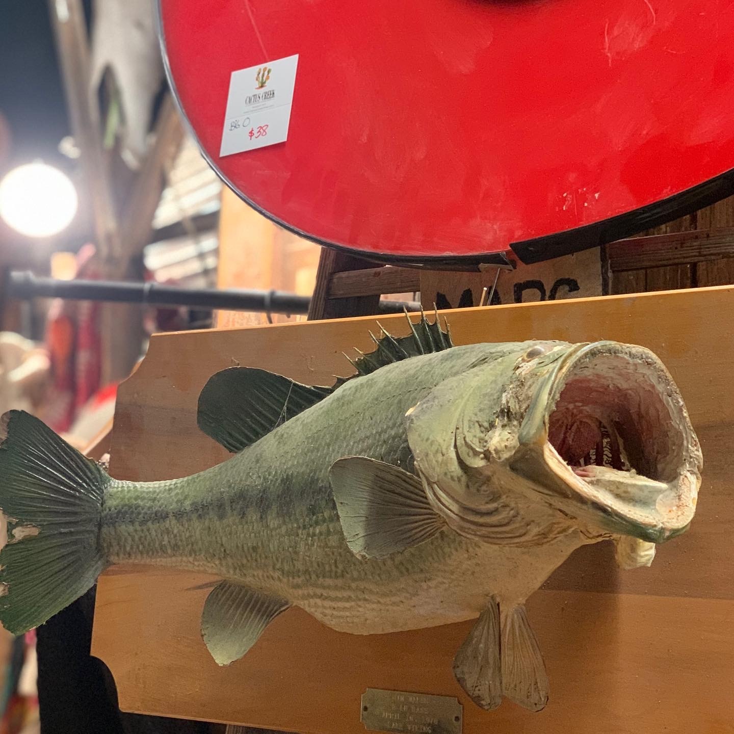 Cactus Creek at Junk Bonanza, Shakopee MN