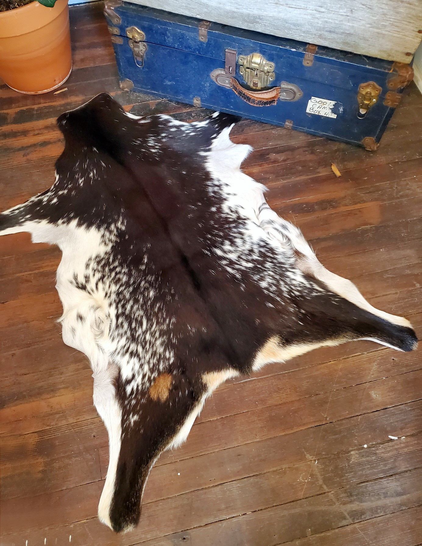 Chocolate Brown & White Spotted Goat Hide #311