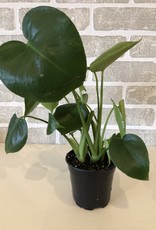 Philodendron Monstera 4'